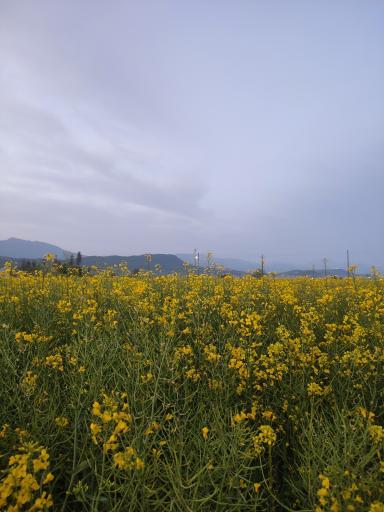 عکس حاجی بالخان