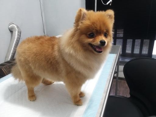 عکس کلینیک دامپزشکی دکتر رمضانی