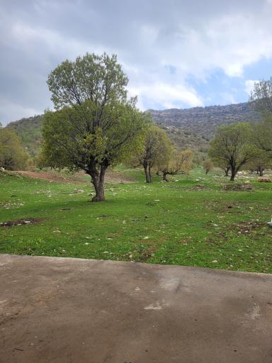 عکس بلوران