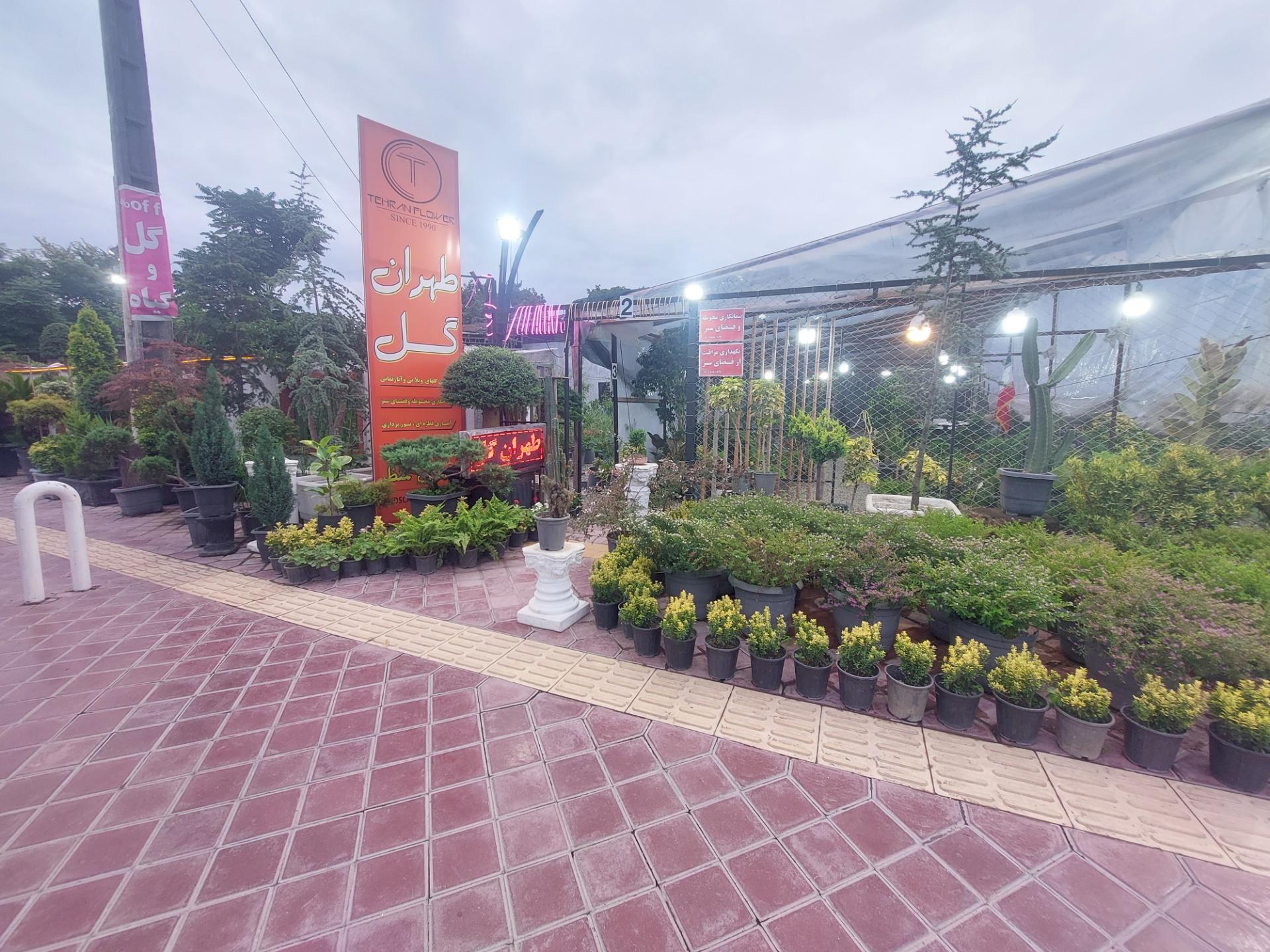 عکس طهران گل