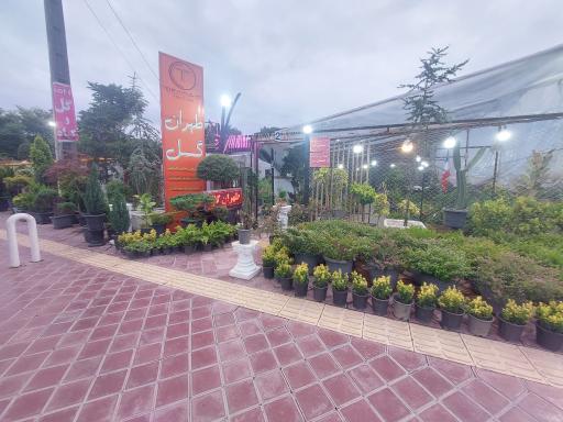 عکس طهران گل