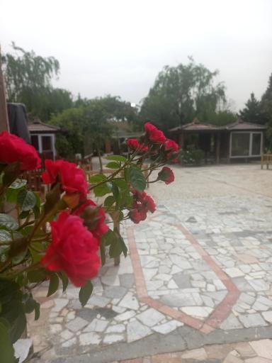 عکس باغ رستوران ارگ