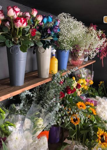 عکس گل سرای نیلای گل 