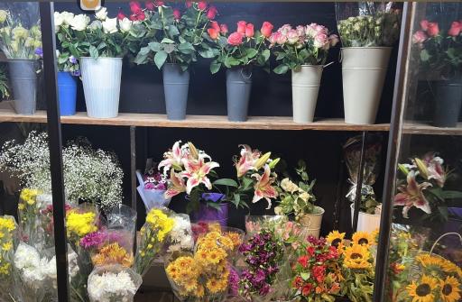 عکس گل سرای نیلای گل 