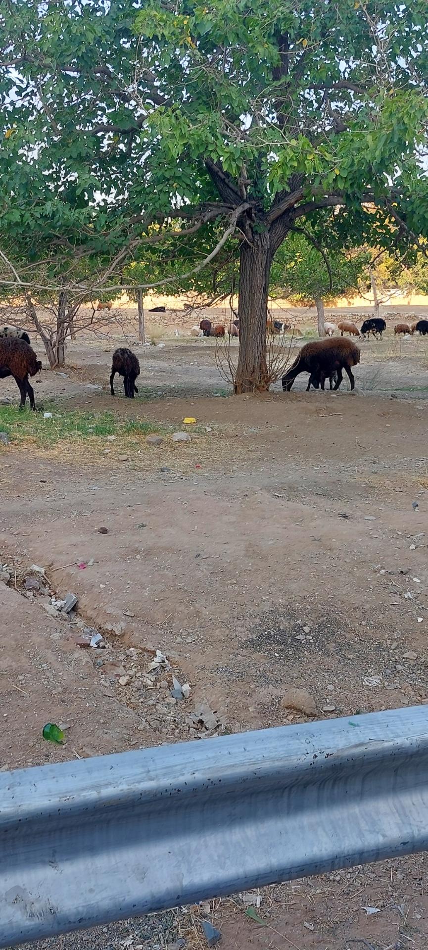 عکس فروش گوسفند زنده 