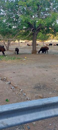 عکس فروش گوسفند زنده 