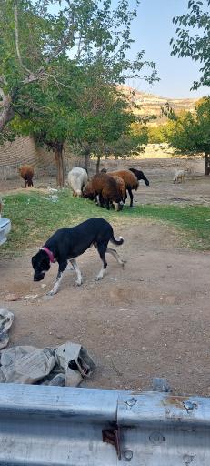 عکس فروش گوسفند زنده 