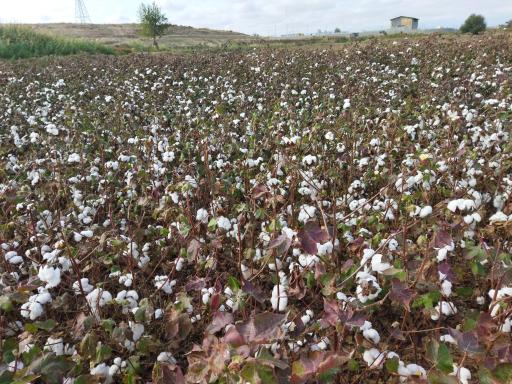 عکس اصلاندوز