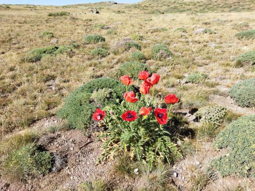 عکس اصلاندوز