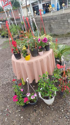 عکس گلفروشی نازگل 