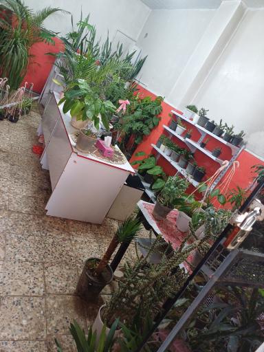 عکس گلفروشی نازگل 