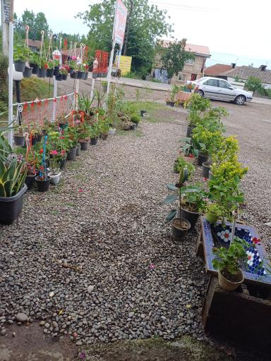 عکس گلفروشی نازگل 