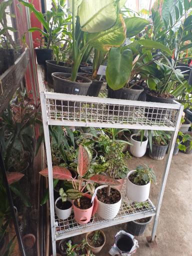 عکس گلفروشی نازگل 