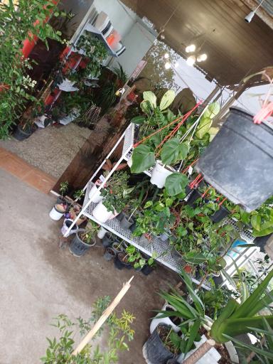 عکس گلفروشی نازگل 