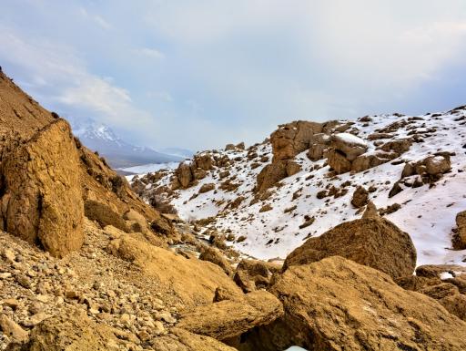 عکس بیدکل