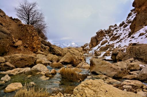 عکس بیدکل