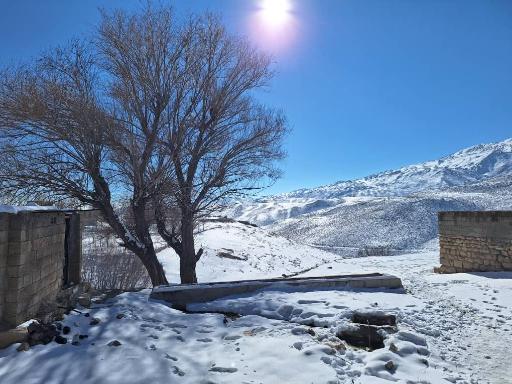 عکس بیدکل