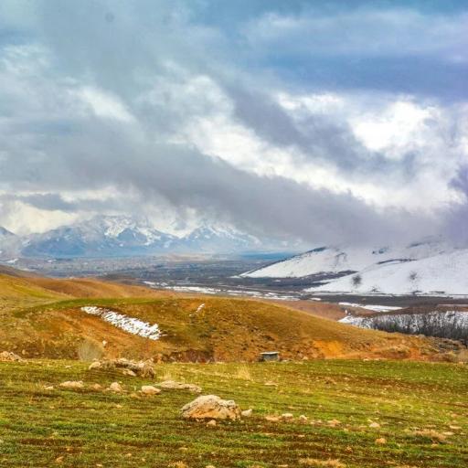 عکس بیدکل