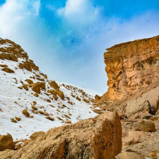 عکس بیدکل