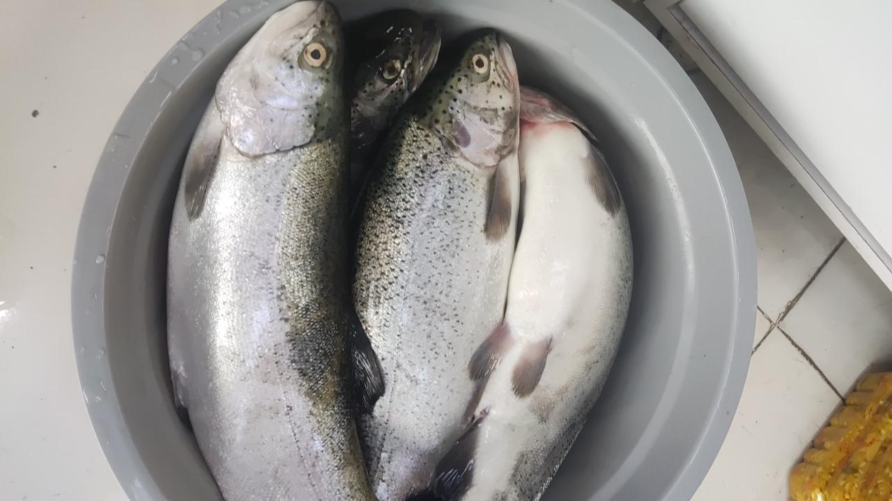 عکس نمایندگی مرغ کاکل زری 