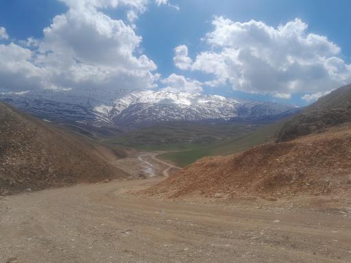 عکس بیدکل