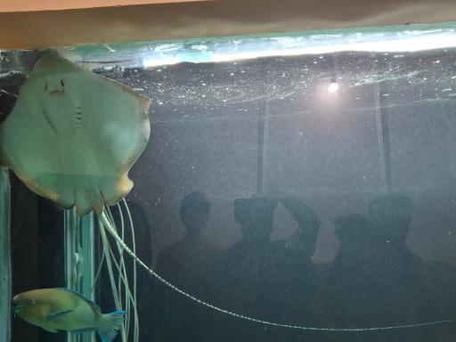 عکس پارک آکواریوم بندرعباس