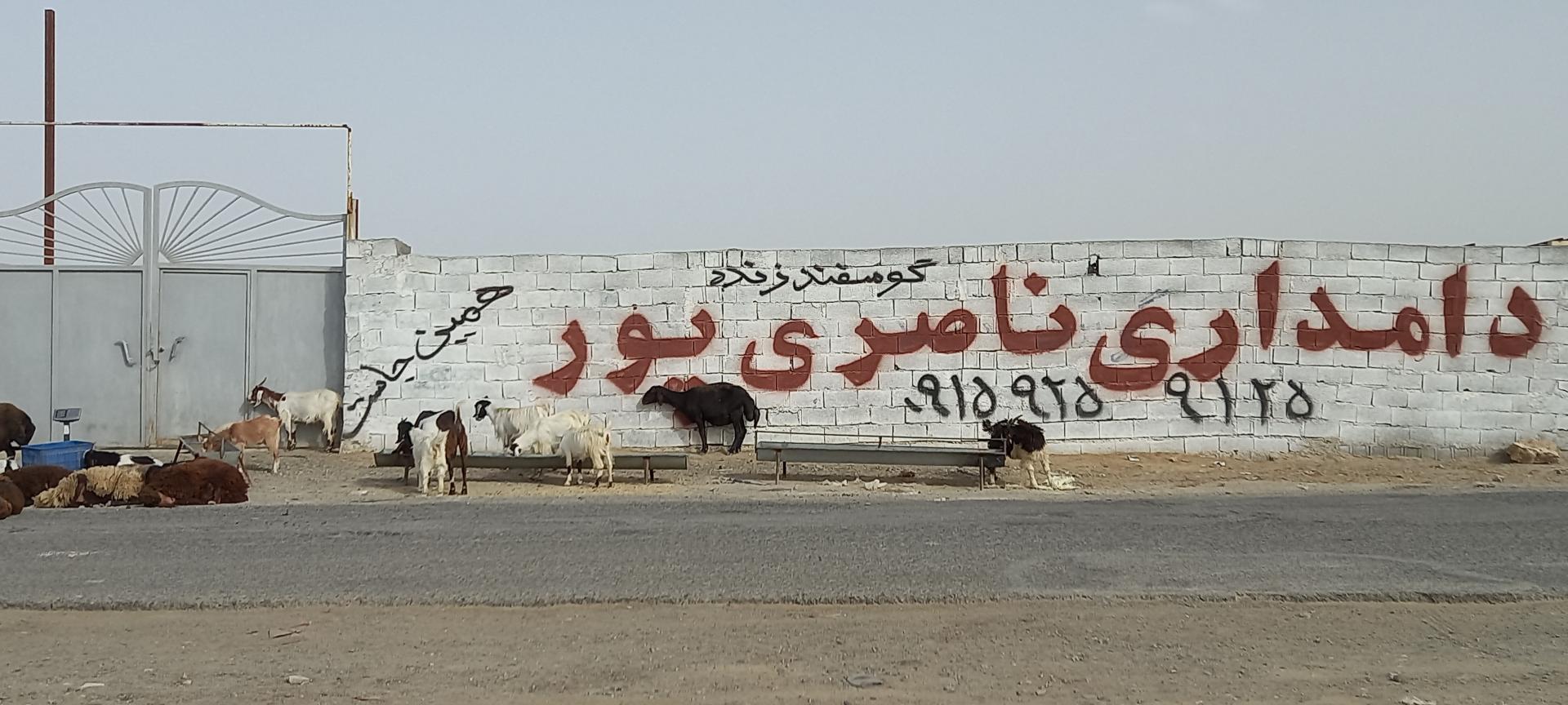 عکس دامداری ناصری پور