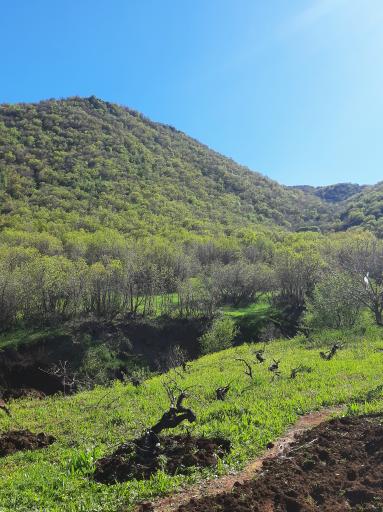 عکس بام مریوان