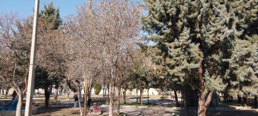 عکس بوستان عطار (دلفین نیزه ماهی)