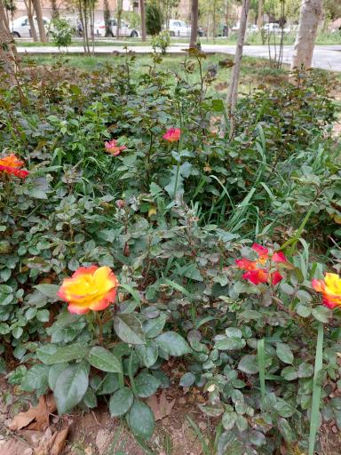 عکس بوستان رحیم‌خان