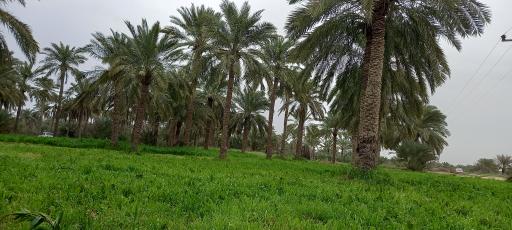 عکس شهر بندر ماهشهر