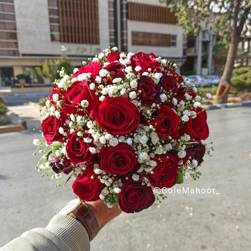 عکس گل ماهور