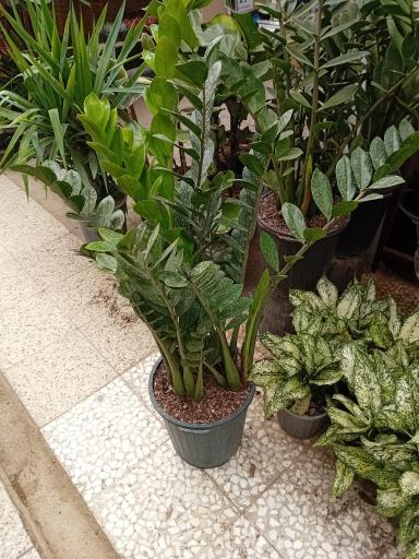 عکس باغ گل سعید کریمی