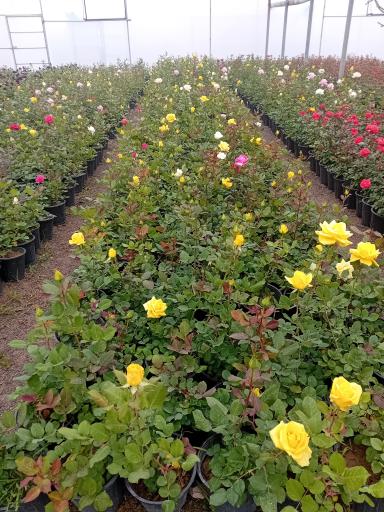 باغ گل سعید کریمی