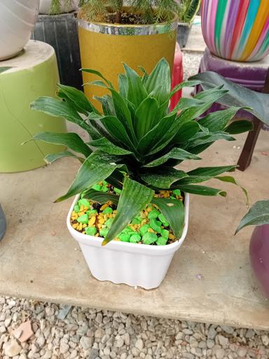 عکس باغ گل سعید کریمی