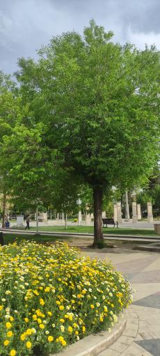 عکس بوستان شهید بنیادی