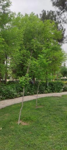 عکس بوستان شهید بنیادی