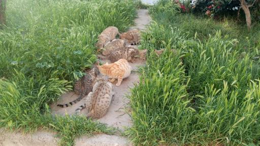 عکس پارک بهار