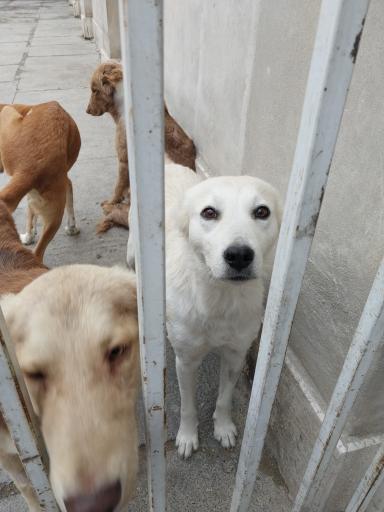 عکس بیمارستان و پلی کلینیک تخصصی دانشکده دامپزشکی