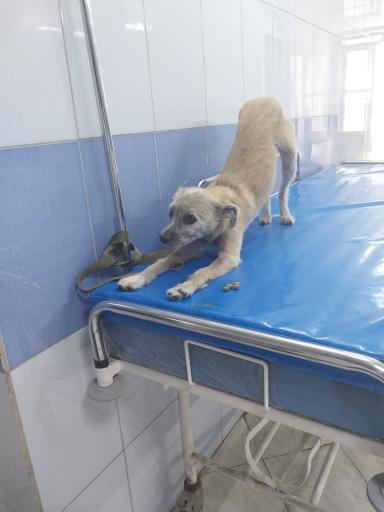 عکس بیمارستان و پلی کلینیک تخصصی دانشکده دامپزشکی