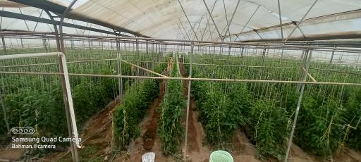 عکس شهرک گلخانه ای اوه فاز یک