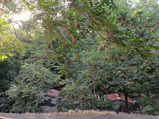 عکس باغ خانوادگی هالی 