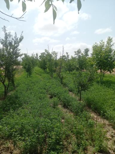 شهرک فرهنگیان