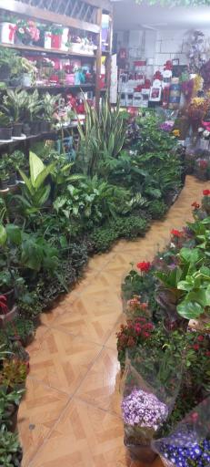 عکس گل سرای یاس