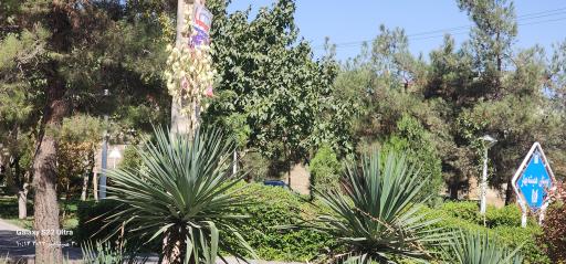 عکس بوستان همیشه بهار