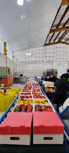 عکس شرکت تعاونی کشاورزی حامی گلخانه داران نجف آباد 