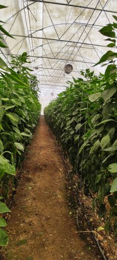 عکس شرکت تعاونی کشاورزی حامی گلخانه داران نجف آباد 