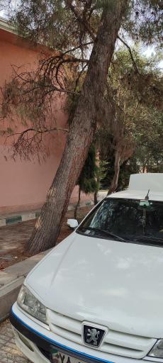 عکس بوستان فجر