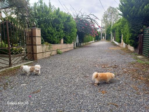 عکس شهرک کوروش