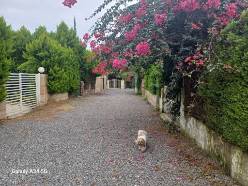 عکس شهرک کوروش